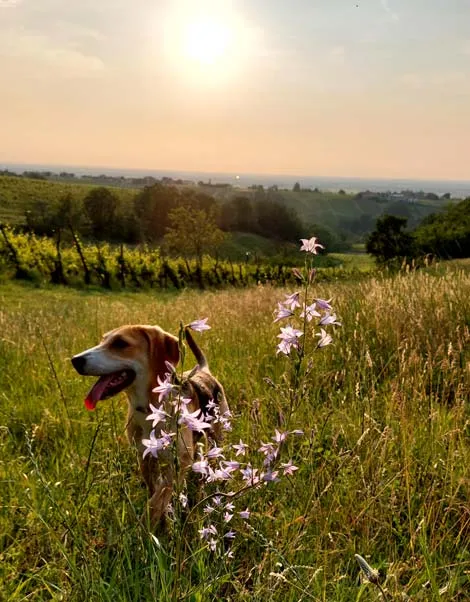 Immagine rappresentativa della natura: un cane felice tra fiori e campi